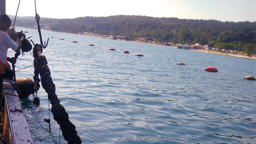 Uzgajalište školjaka dagnji na pomorskom dobru u Savudrijskoj vali