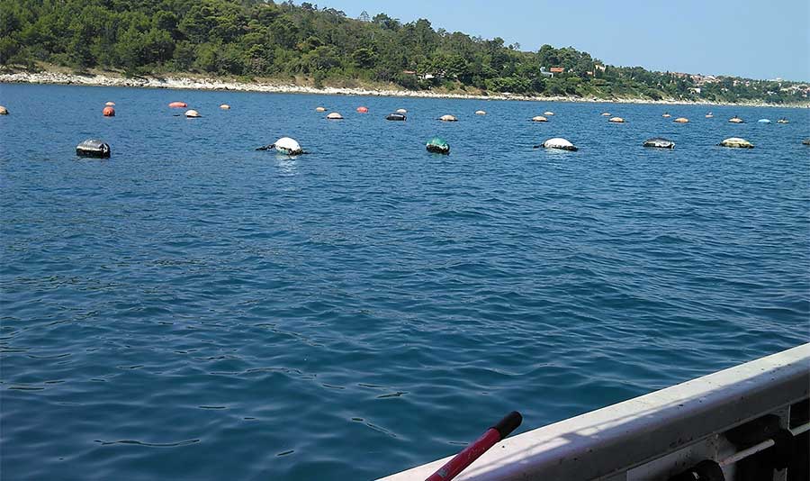 Uzgajalište školjaka