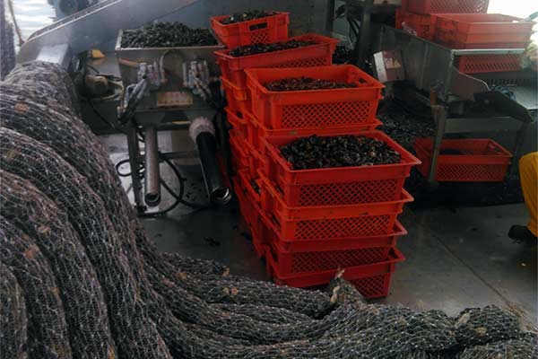 Dagnje, datule, pedoći, mušule - uzgajalište školjaka u Savudrijskoj vali