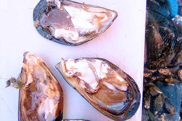 Dagnje, datule, pedoći, mušule - uzgajalište školjaka u Savudrijskoj vali