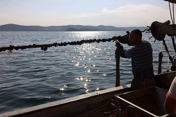 Dagnje, datule, pedoći, mušule - uzgajalište školjaka u Savudrijskoj vali
