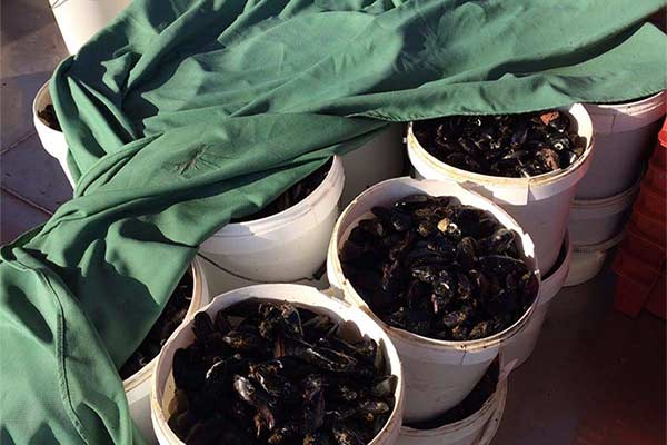 Dagnje, datule, pedoći, mušule - uzgajalište školjaka u Savudrijskoj vali