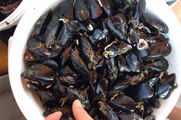 Dagnje, datule, pedoći, mušule - uzgajalište školjaka u Savudrijskoj vali