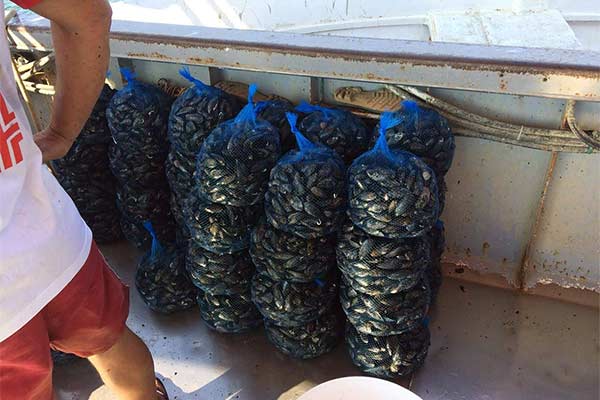 Dagnje, datule, pedoći, mušule - uzgajalište školjaka u Savudrijskoj vali